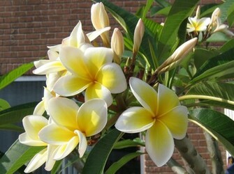 Frangipani Plumeria Temple Flower