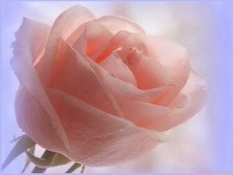 Salmon Color Wallpaper Displaying Image For