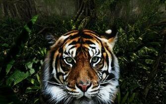 Jungle Animals Wallpaper Tigers