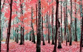 Wallpaper Autumn Trees Park Birch Desktop