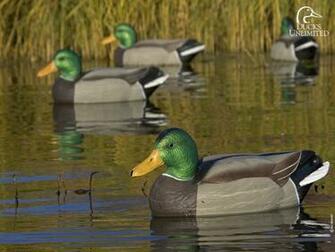 Ducks Unlimited Wallpaper Wallpaperkin