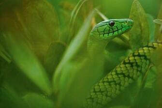 Venom The Bite That Heals Pictures More From National Geographic
