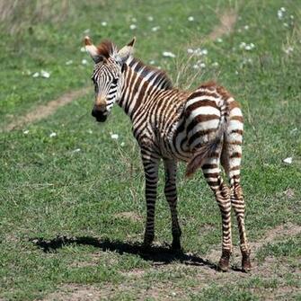 Baby Zebra Wallpaper