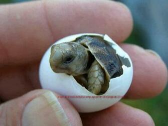 Cutest Wallpaper Ever