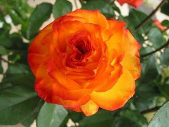 Orange Rose Pictures For Wallpaper Beautiful