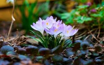 Inspirational Spring Wallpaper For Your Desktop Tutorialchip