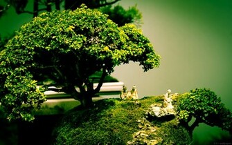 Bonsai Wallpaper