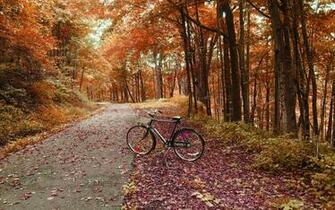 The Nostalgic Memory Bicycles Aesthetic Photography