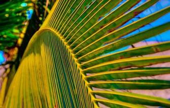 Wallpaper Summer Palm Tree Leaf Macro Nature