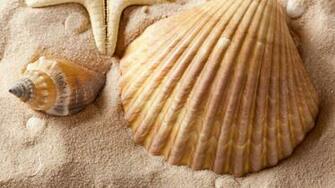 Seashells Wallpaper Collection Most Beautiful Places In