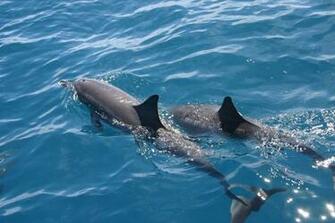 Dolphin Wallpaper HD 3d Dolphins Background Shayari