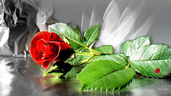Love Rose Wallpaper Image