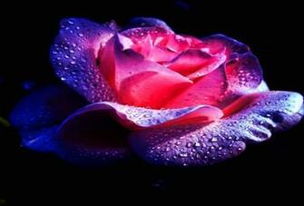 Purple And Pink Rose With Water Drops On A Black Background