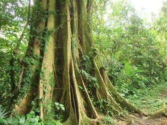 Medicine Monteverde Cloud Forest Image Picture Wallpaper