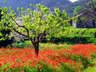 Spring In Countryside Wallpaper