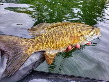 Itap Of A Beautiful Smallmouth Bass Photo Capture Nature