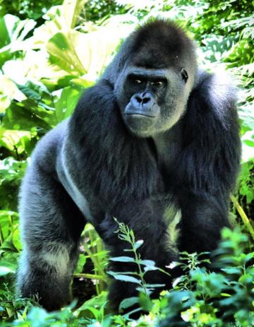 Gorilla Pictures Image