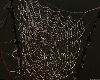 Desktop Wallpaper For Spider Web