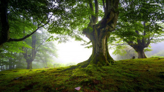 HD Tree Wallpaper