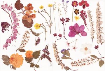 Dry Flower Wallpaper On