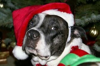 Pitbull Graphics Code Christmas Comments Pictures