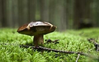 Mushroom In The Forest HD Widescreen Wallpaper Source