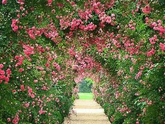 Rose Garden Wallpaper HD
