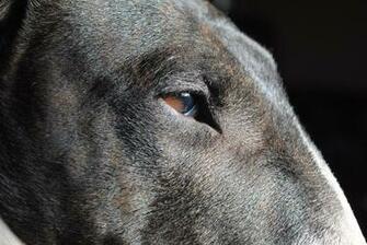 English Bull Terriers Image Brindle HD Wallpaper And Background