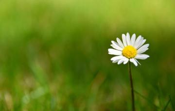 Take Photos With Blurred Background Effects Using Honor