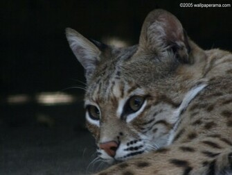 Wild Cat Wallpaper HD Background Image Pictures