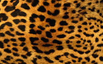 Animal Fur Wallpaper On
