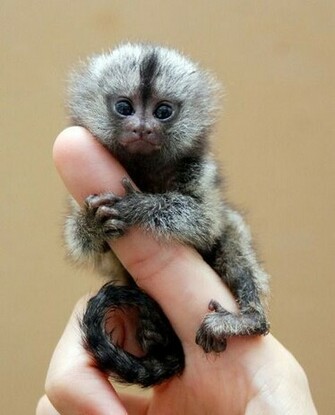 Pictures Animals Cute Little Marmoset Marmosets Monkey Monkeys Tiny