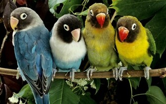 Lovebirds Wallpaper HD