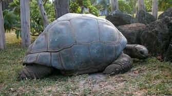 Wallpaper Big Turtle Grass Rocks HD Wallpapercraft