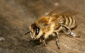 Wallpaper Bee Feature Desktop
