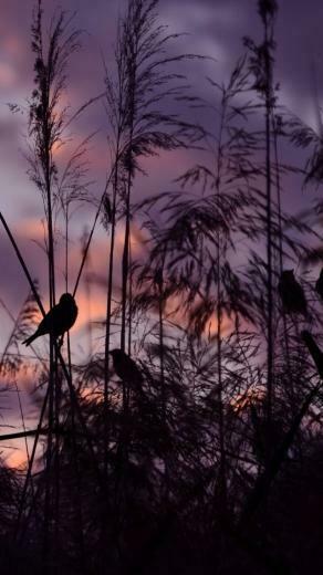 Twilight iPhone 5s Wallpaper iPad