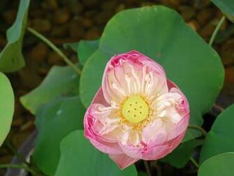 Cool Wallpaper Flower