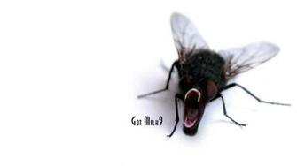 Got Milk Wallpaper Wallbase Cc We Heart It