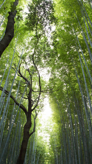 Top Bamboo Forest iPhone Wallpaper Full HD 4k To Use