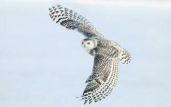 The Picture Of A Flying White Owl HD Owls Wallpaper Background