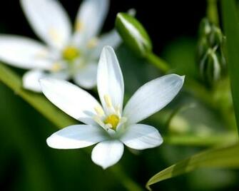 Wallpaper Flower
