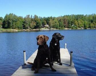 Labrador Center Retriever Desktop And Background Image