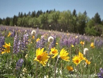 Wild Flowers 3d Wallpaper