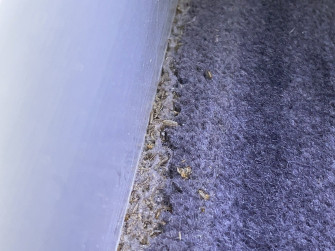 Signs Of Carpet Beetles Wallpaper