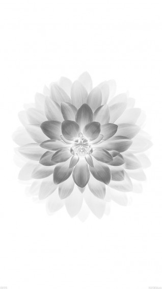 Ad78 Apple White Lotus iPhone6 Plus Ios8 Flower Beautiful
