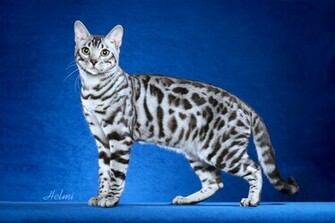 Bengal Cat Wallpaper Resolution