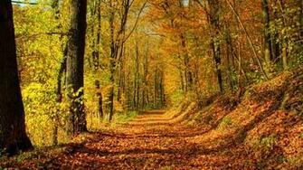 Cool Fall Background