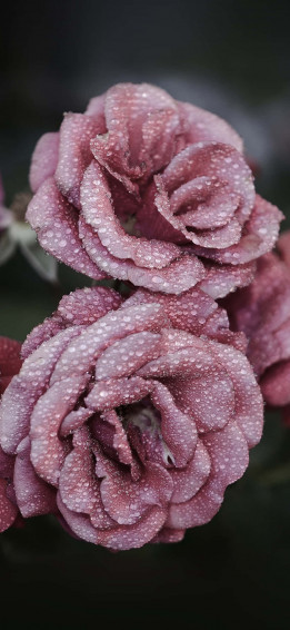 A Beautiful And Fragrant Cute Rose Wallpaper