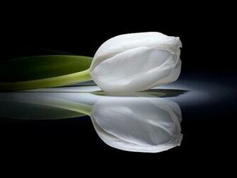 White Tulip Wallpaper HD In Flowers Imageci