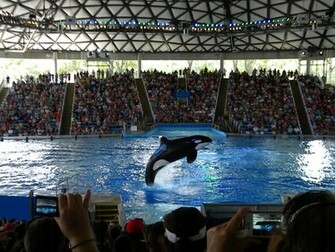 Shamu Wallpaper Weddingdressin